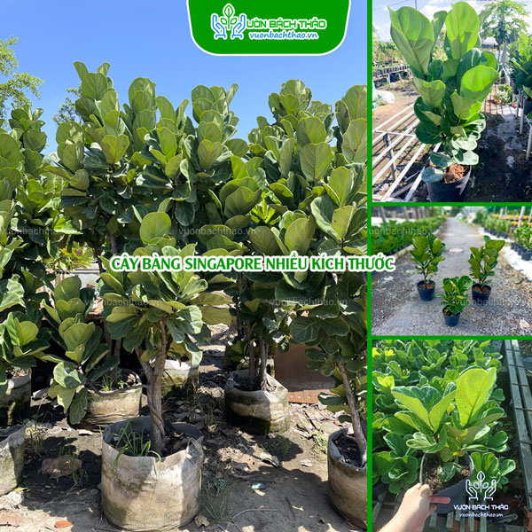 Cây Bàng Singapore