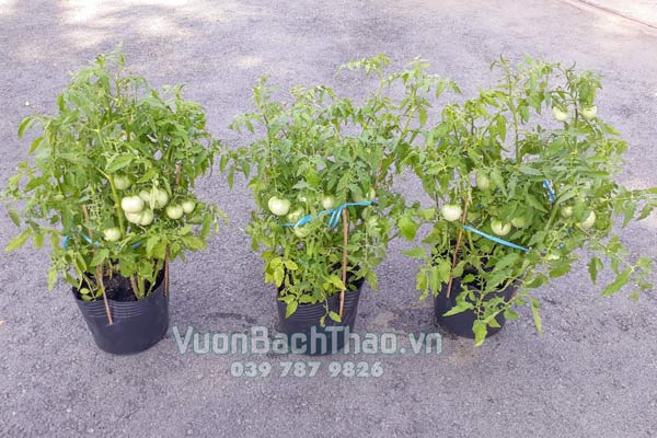 Cây Cà Chua Giống