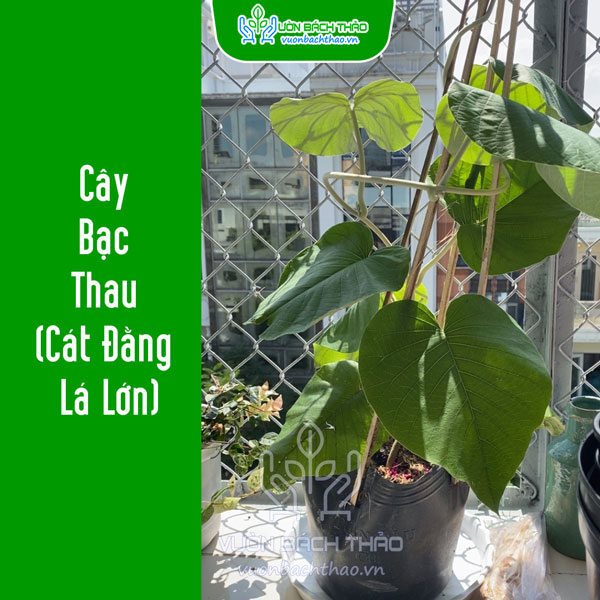 Cây Bạc Thau (Cát Đằng Lá Lớn)
