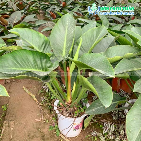 Cây Đại Đế Xanh (Trầu Bà Đế Vương Xanh)