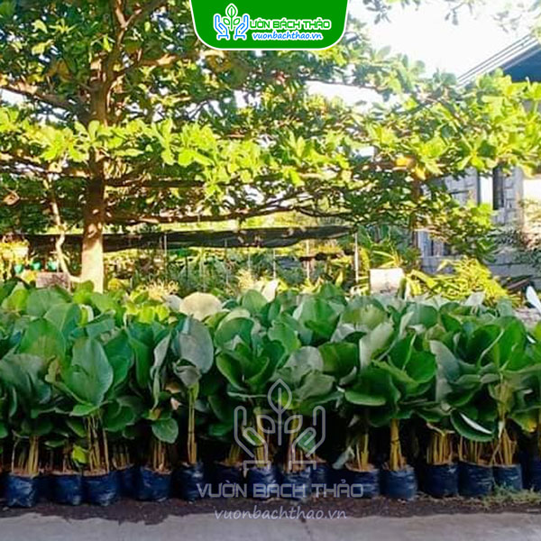 Cây Dong Bạc - Calathea Lutea