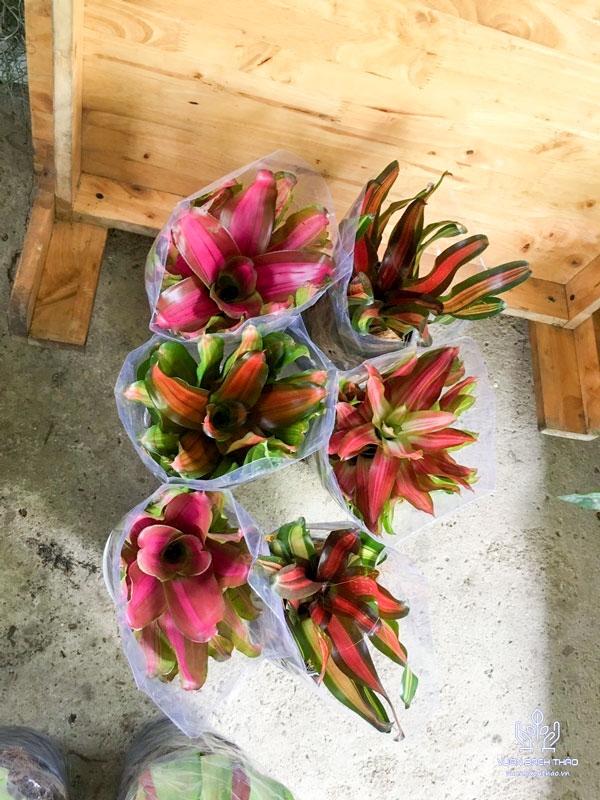 Cây Dứa Màu Nam Mỹ