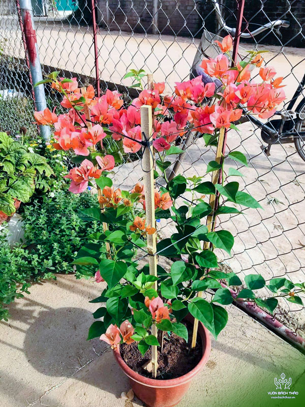 Cây Hoa Giấy Thái Lan