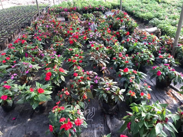 Cây Hoa Mai Địa Thảo