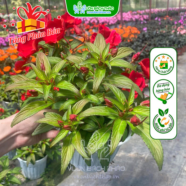 Cây Hoa Mai Địa Thảo