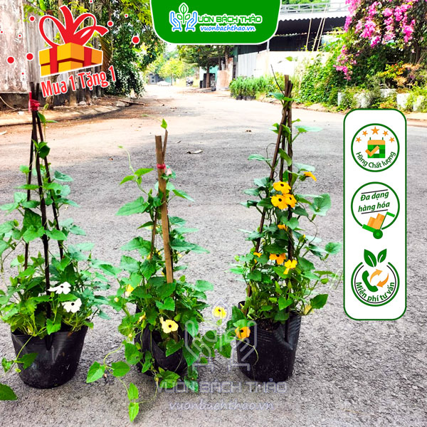 Cây Hoa Mắt Huyền