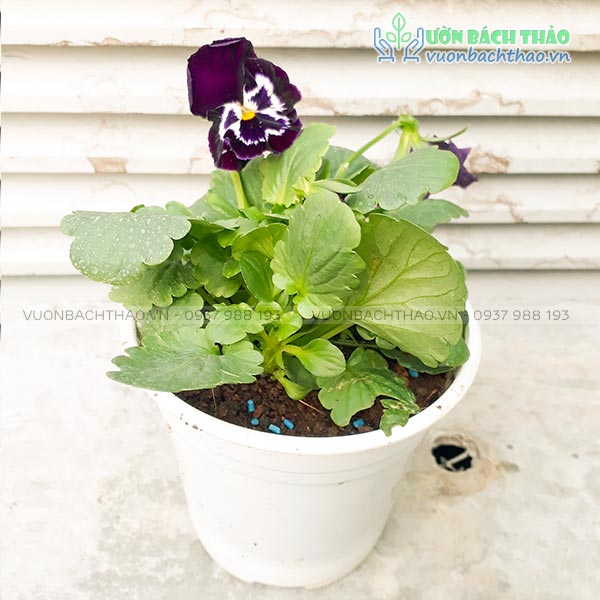 Cây Hoa Panse (Hoa Bướm)