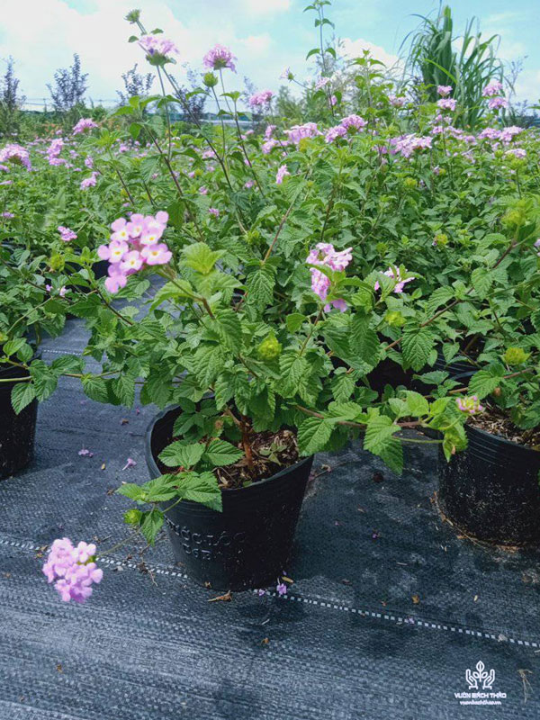 Cây Hoa Ngũ Sắc (Trâm Ổi)