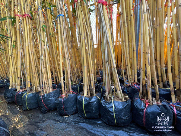 Cây Hoàng Trúc - Schizostachyum Brachycladum Yello