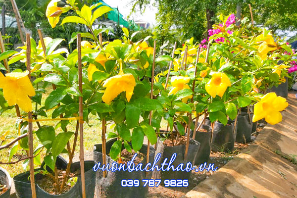 Cây Huỳnh Anh Lá Lớn