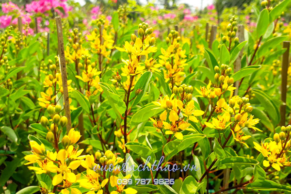 Cây Kim Đồng Vàng (Cây Mai Nhật)