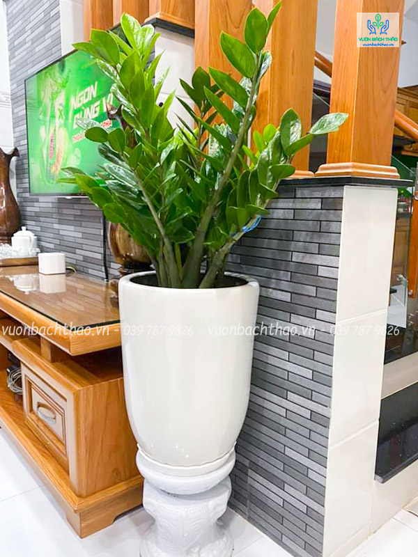 Cây Kim Tiền Chậu Đứng