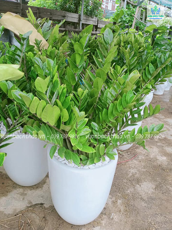 Cây Kim Tiền Chậu Đứng