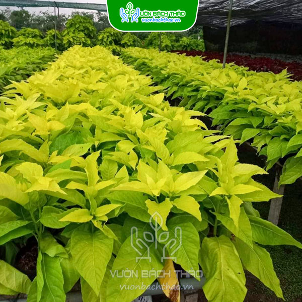 Cây Lá Trắng (Cây Bạch Tạng)