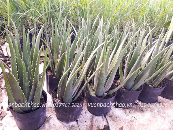 Cây Nha Đam (Lô Hội)