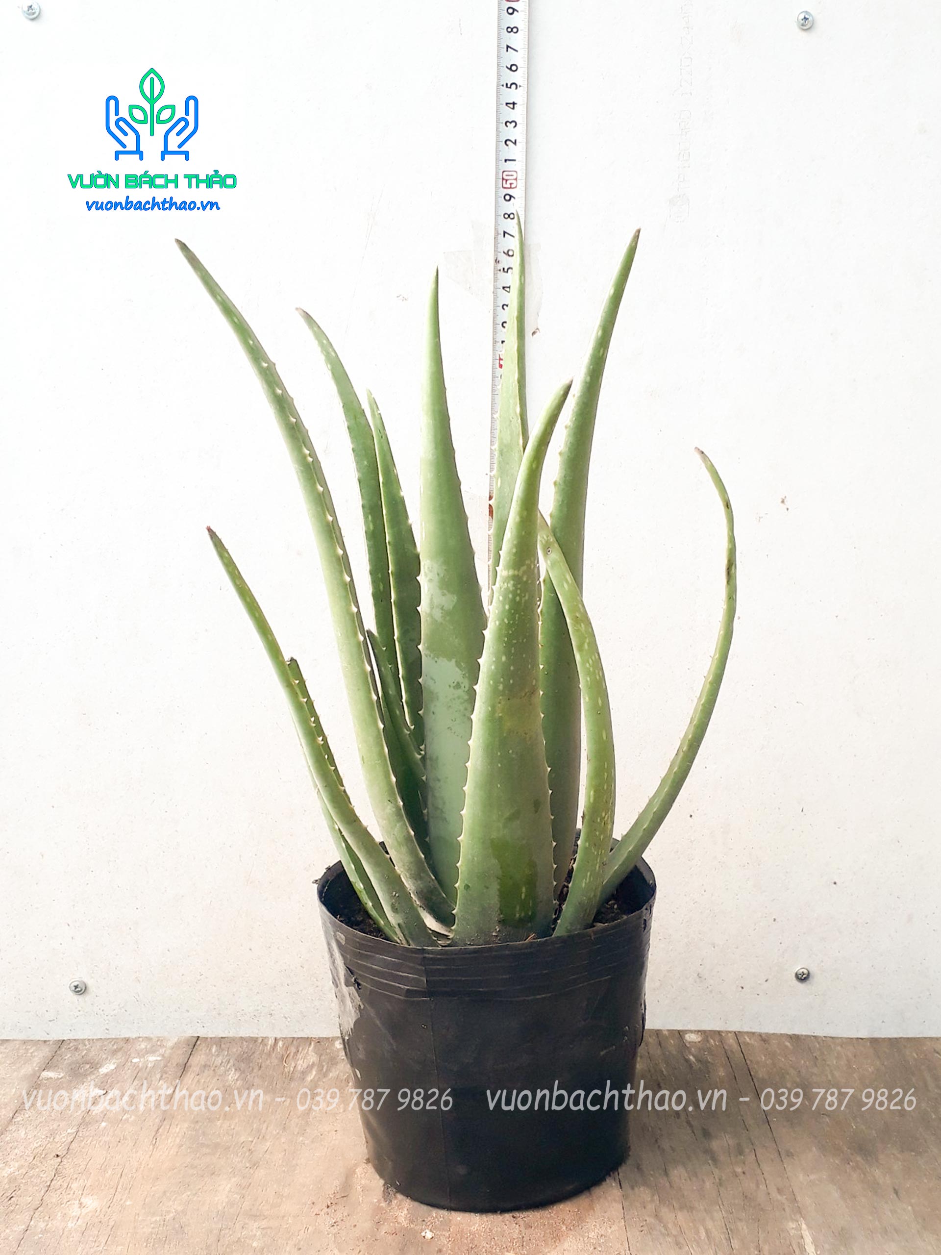 Cây Nha Đam (Lô Hội)