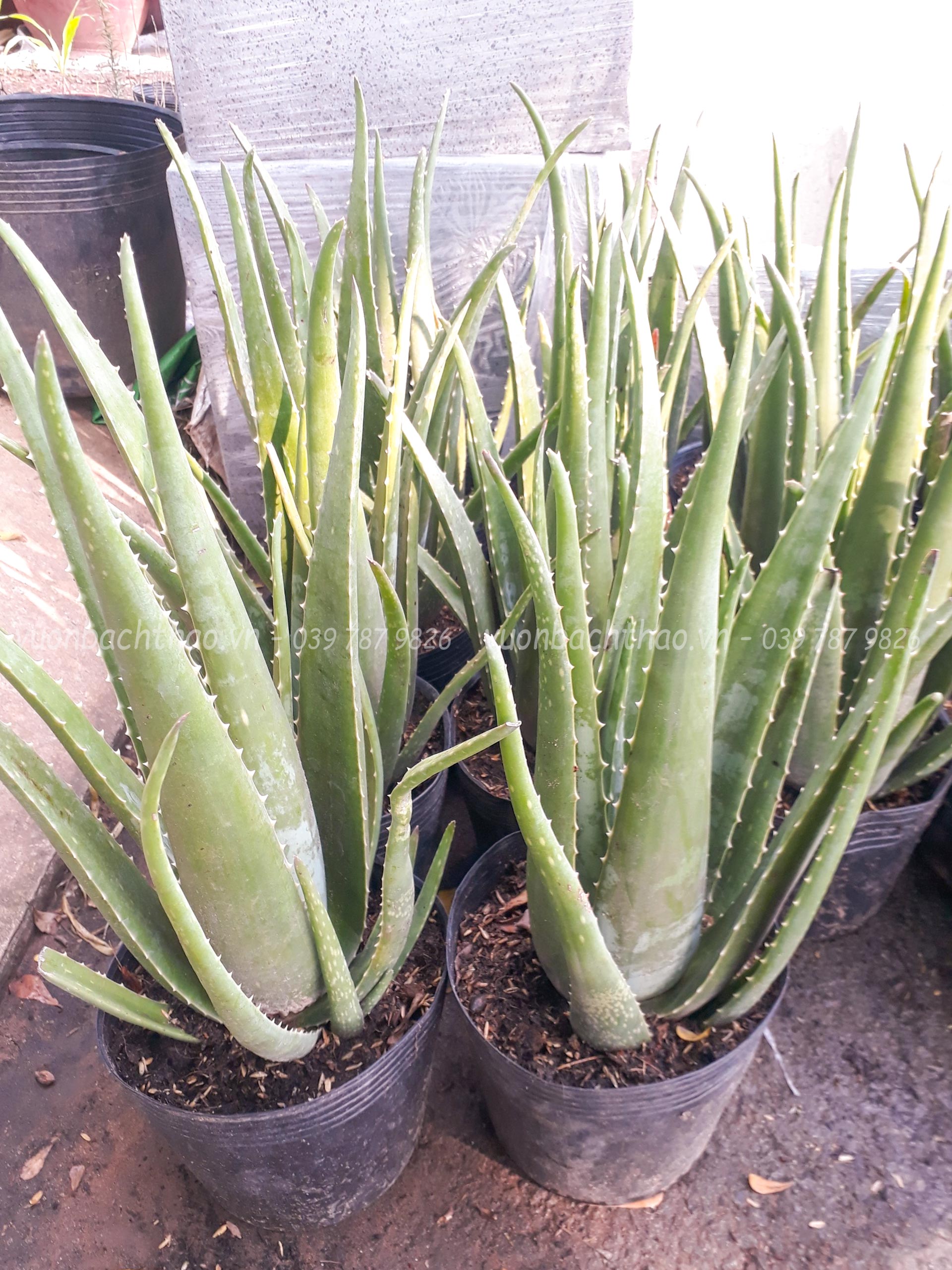 Cây Nha Đam (Lô Hội)