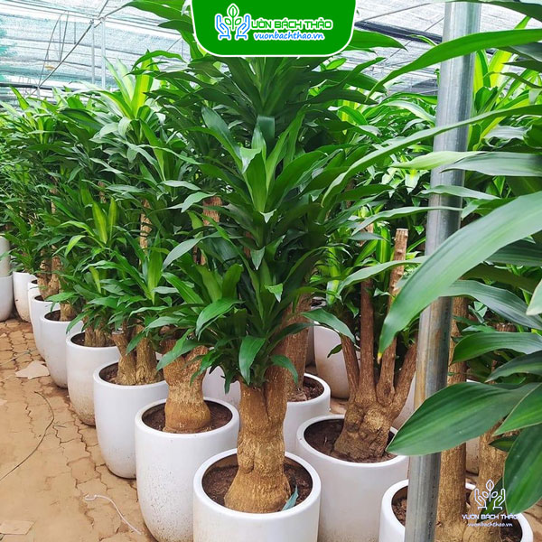 Chậu Cây Phát Tài Gốc