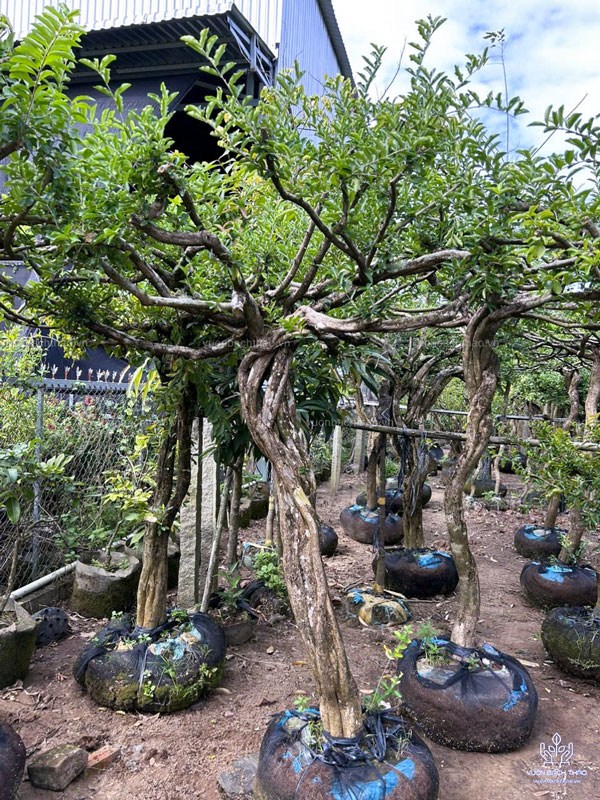 Cây Sơ Ri Trồng Công Trình