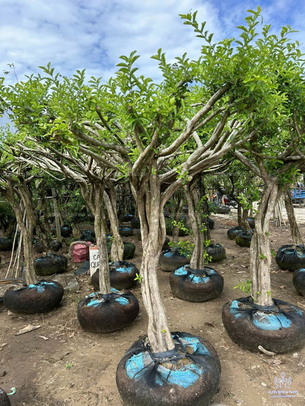 Cây Sơ Ri Trồng Công Trình