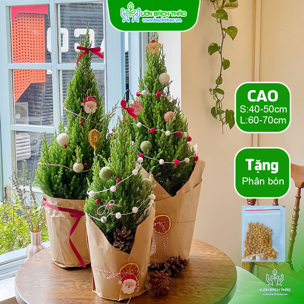 Cây Sơn Tùng Trang Trí Noel