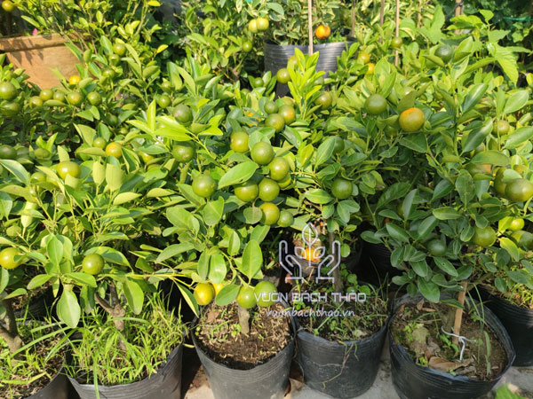 Cây Tắc Mini, Cây Hạnh Cảnh, Cây Quất Trưng Tết