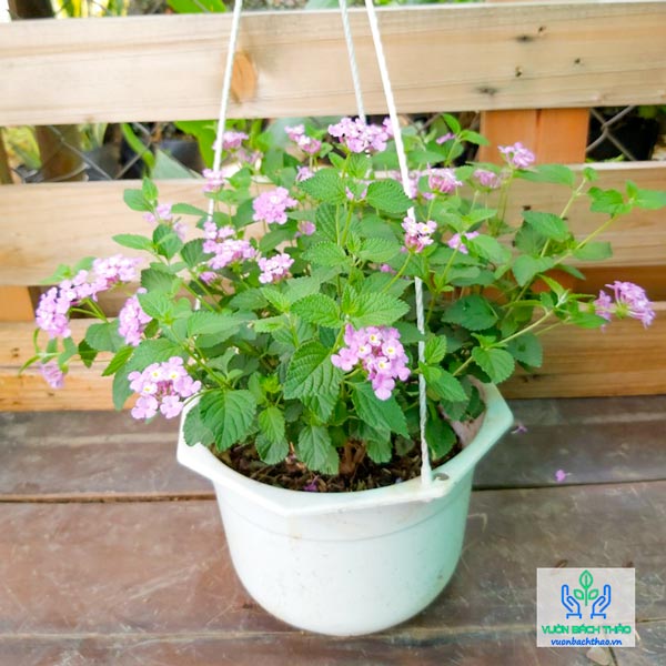 Cây Trâm Ổi Hoa Tím