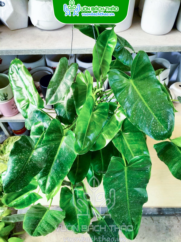 Cây Trầu Bà Hồng Hạc -  Philodendron Billietiae