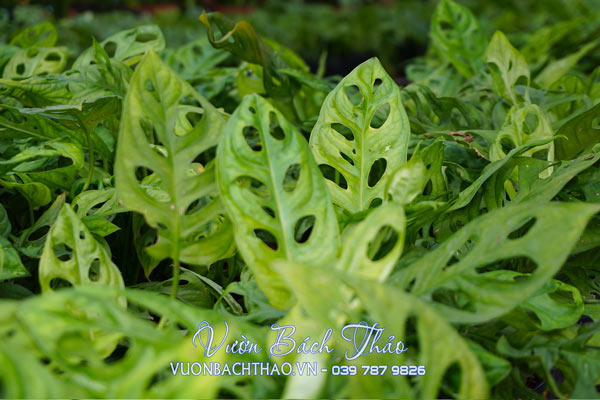 Cây Trầu Bà Cửa Sổ - Monstera Adansonii Var Adansonii