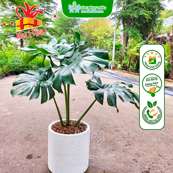 Cây Trầu Bà Nam Mỹ Chậu Đứng