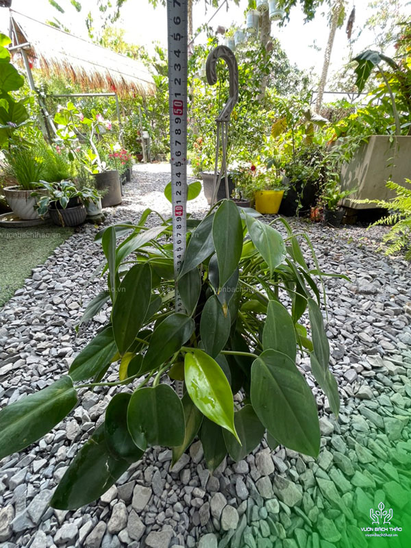 Cây Trầu Bà Tỉ Phú