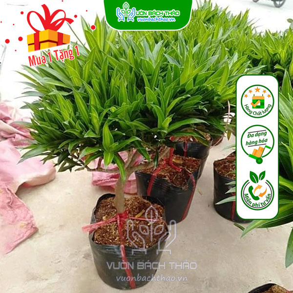 Cây Trúc Bách Hợp