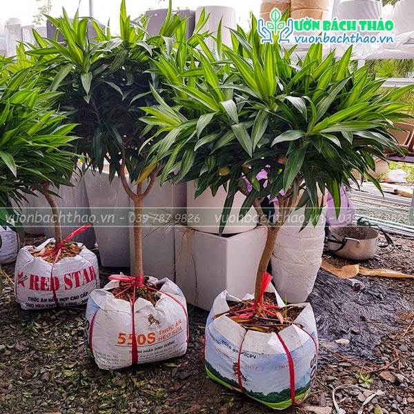 Cây Trúc Bách Hợp