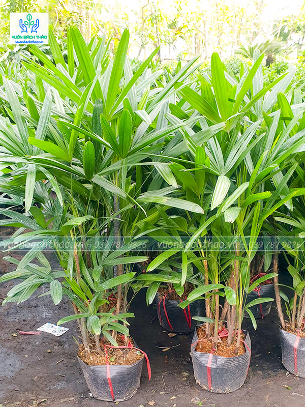 Cây Trúc Mây (Mật Cật)