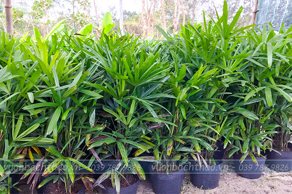 Cây Trúc Mây (Mật Cật)