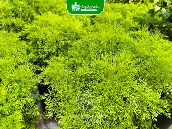 Cây Thì Là Thân Gỗ (Tùng Nam Mỹ)