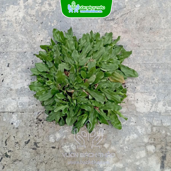 Cây Lá Gừng Thái Trồng Sân Vườn