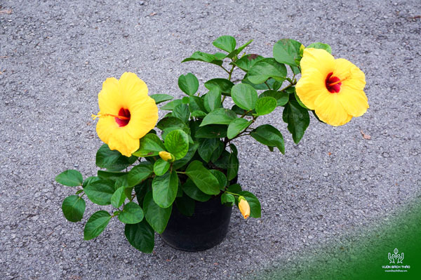 Cây Bông Bụp Thái Cánh Đơn