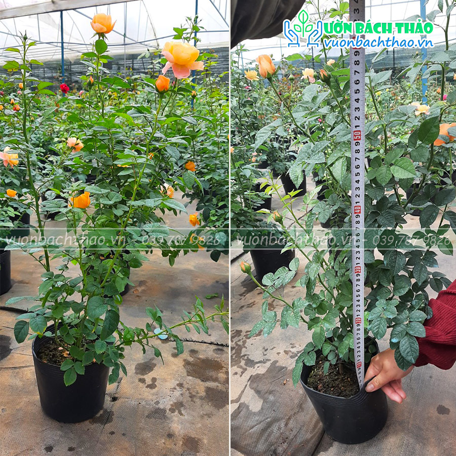 Cây Hoa Hồng Ngoại Tezza Cam Cá Hồi