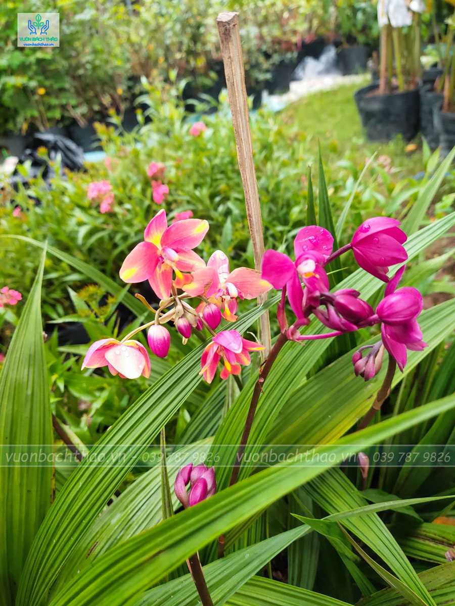 Cây Lan Chu Đinh (Địa Lan)