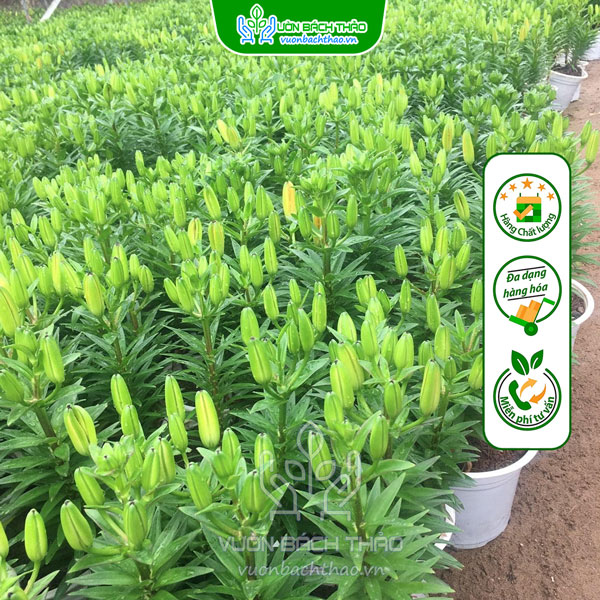 Hoa Ly Lùn Trưng Tết