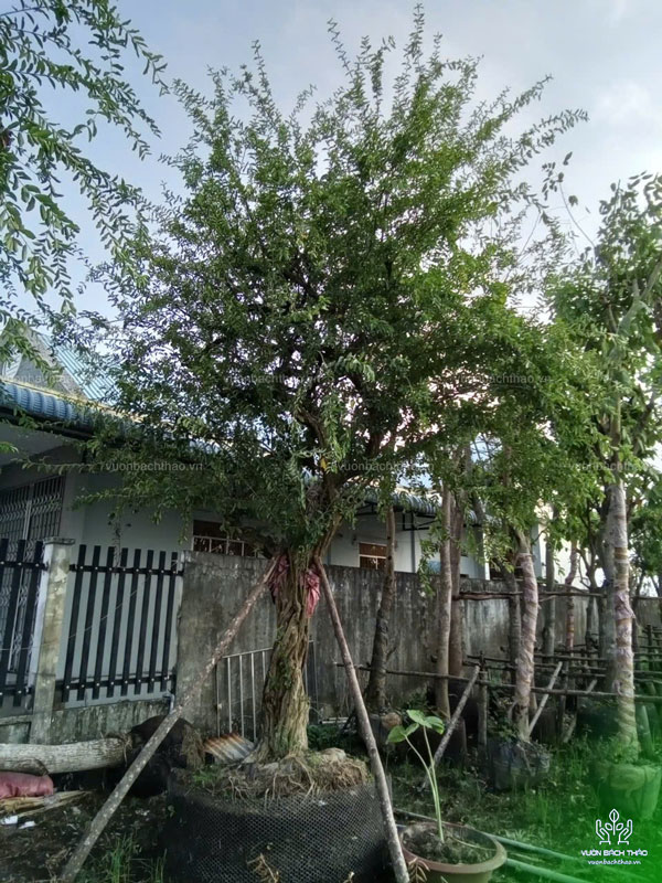 Cây Sơ Ri Trồng Công Trình