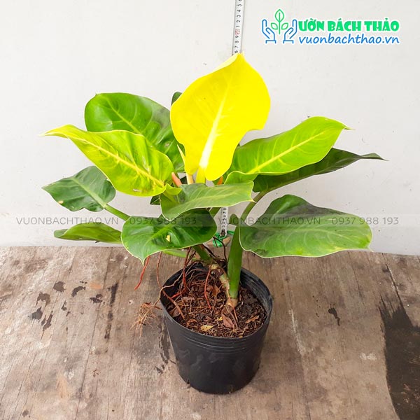 Cây Trầu Bà Đế Vương Vàng