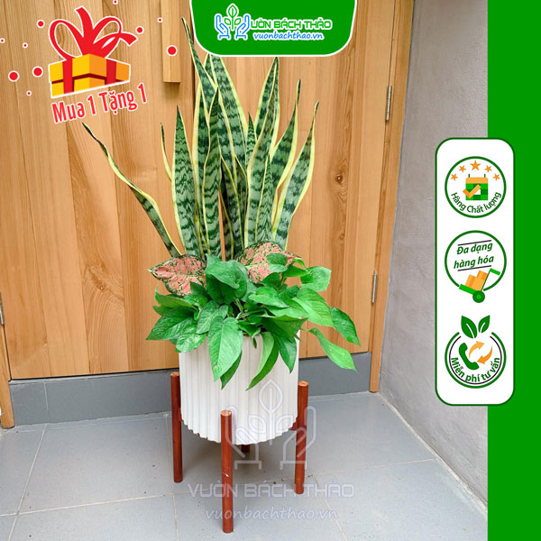 Cây Lưỡi Hổ Đại Cát (Mix) Trồng Chậu