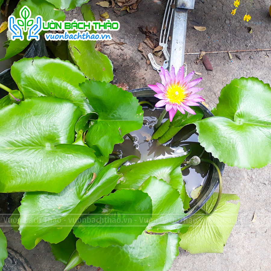 Cây Hoa Súng Trồng Thủy Sinh