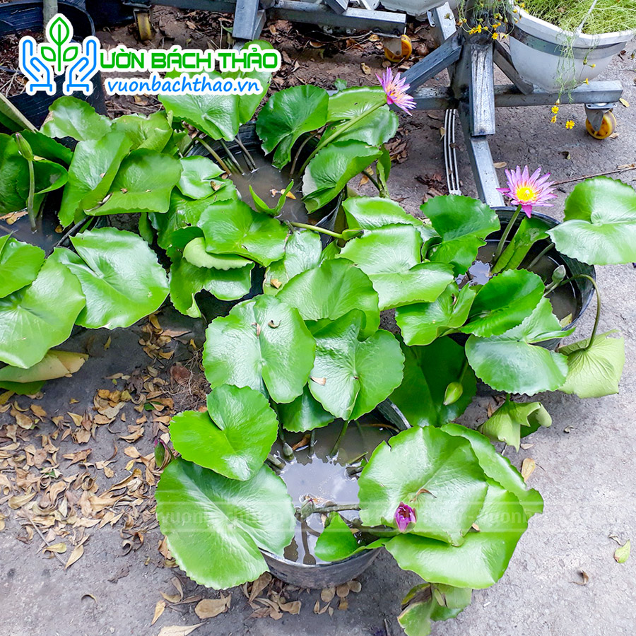 Cây Hoa Súng Trồng Thủy Sinh