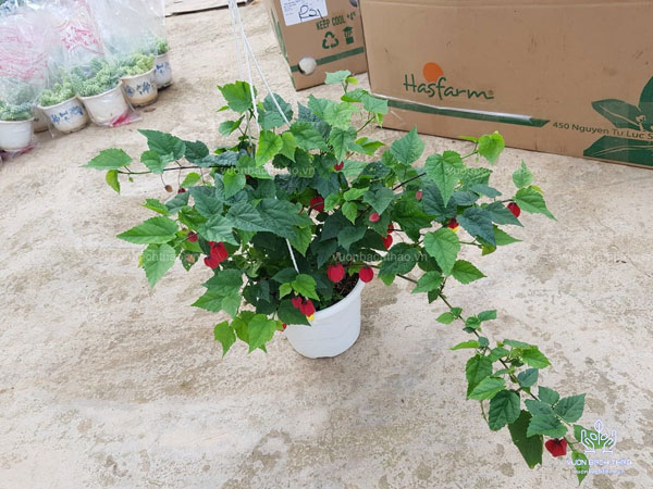 Cây Bụp Lồng Đèn Chậu Treo