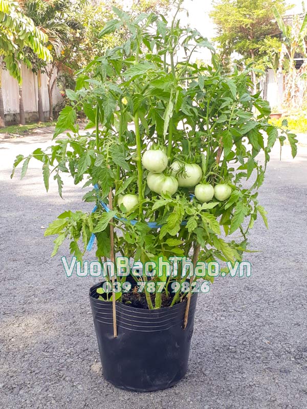 Cây Cà Chua Giống