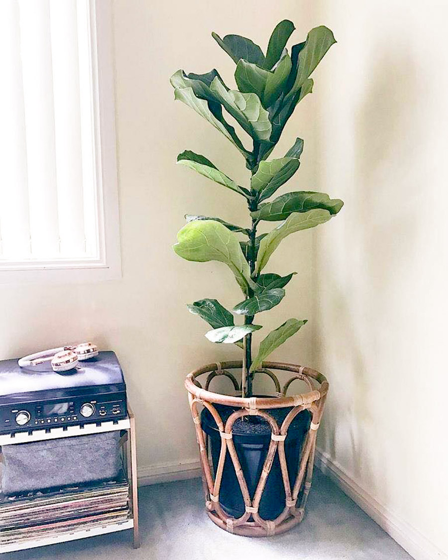 Cây Bàng Singapore Để Sàn