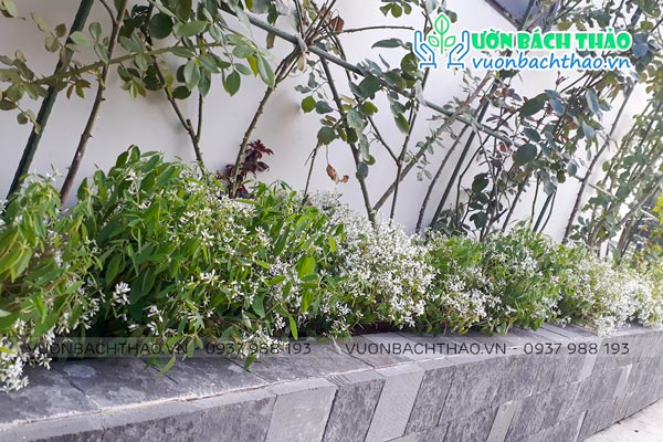 Cây Hoa Hương Tuyết Cầu